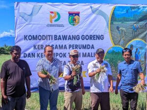 Panen 4 Ton Bawang Goreng di Palu, Rusman Ramli Soroti Kendala dan Peluang