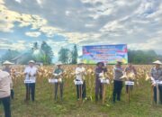 Panen Raya Jagung Serentak di Sigi, DPRD Sulteng Tegaskan Dukungan terhadap Ketahanan Pangan Nasional