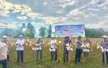 Panen Raya Jagung Serentak di Sigi, DPRD Sulteng Tegaskan Dukungan terhadap Ketahanan Pangan Nasional