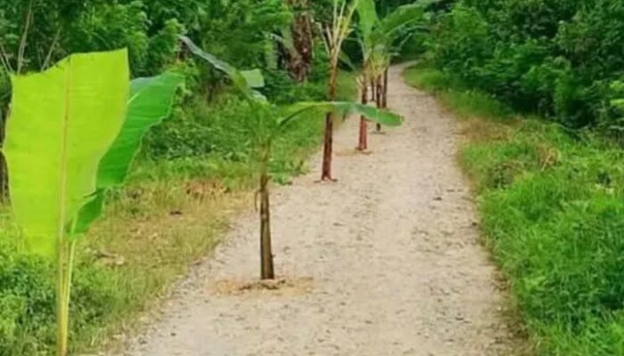 Kesal Jalan Rusak Bertahun-tahun, Warga Tanam Pohon Pisang di Tengah Jalan