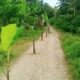 Pohon Pisang Tumbuh di Tengah Jalan, Warga Sindir Rusaknya Akses Malomba–Dusun Janja